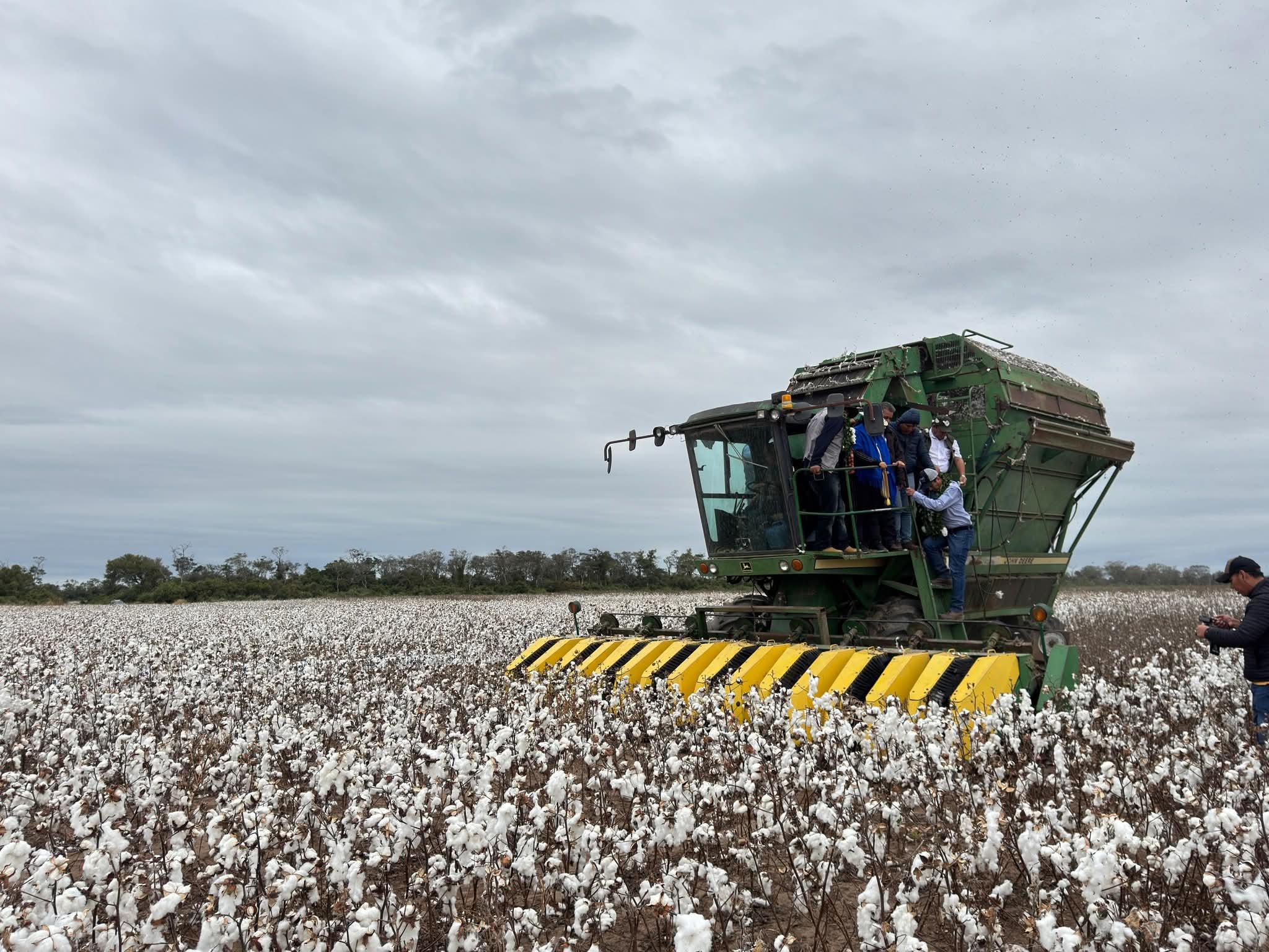 En Bolivia inicia la cosecha de algodón con la meta de producir 185.000 quintales