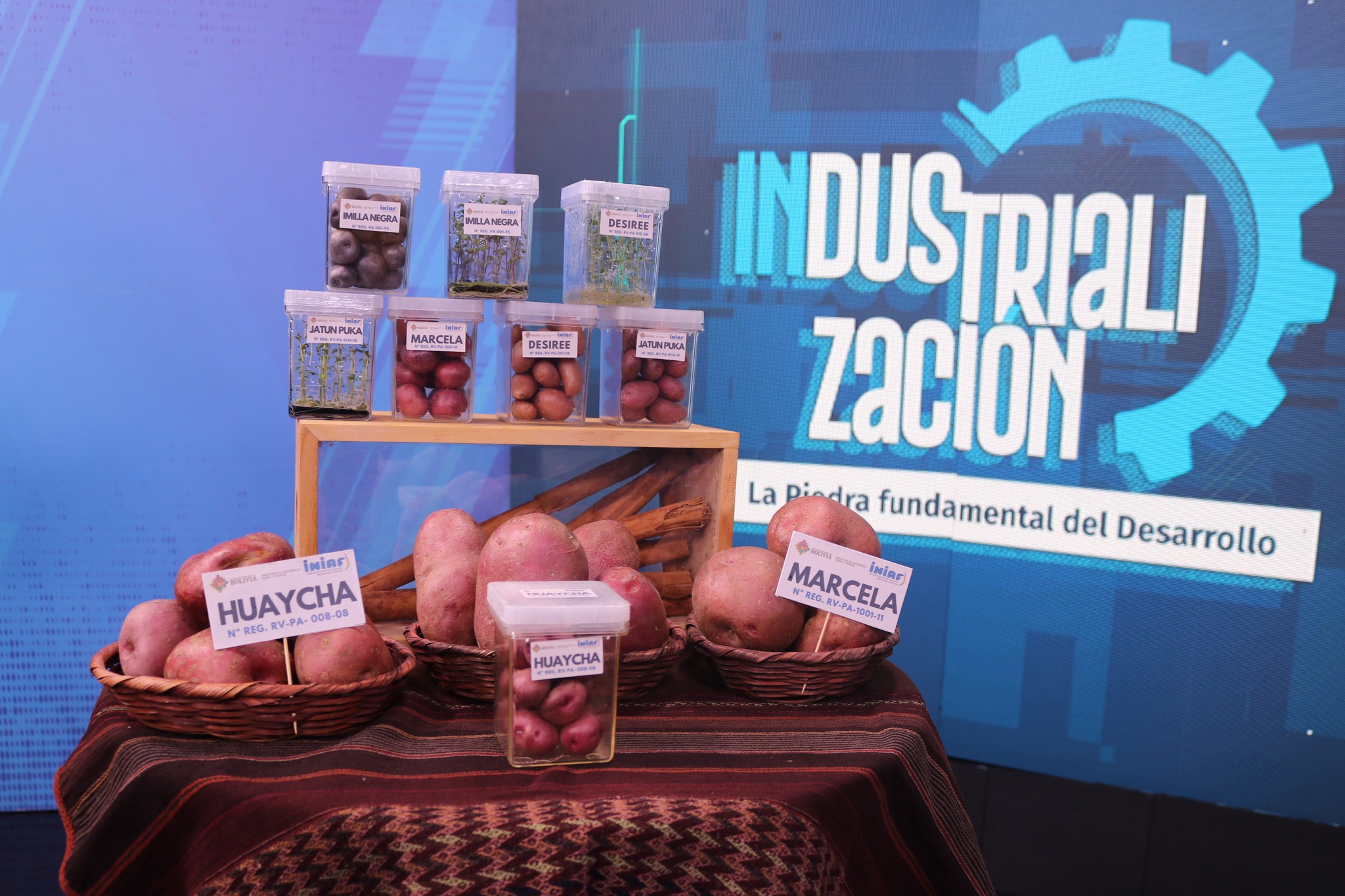 En Bolivia unas 200.000 familias se dedican a la producción de papa, hay más de 4.236 variedades