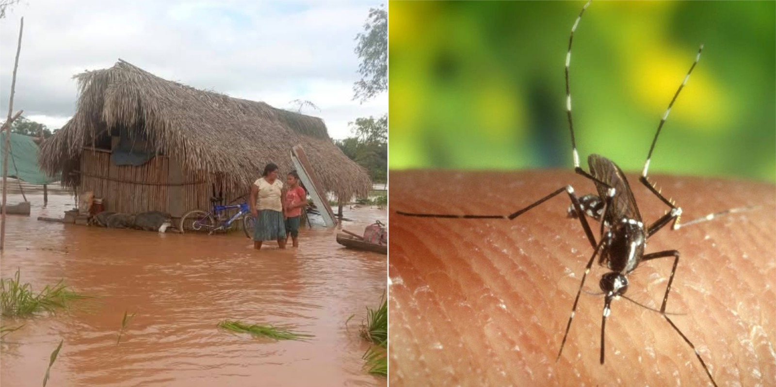 Inundaciones en Beni puede subir casos positivos de malaria y dengue. Foto: Panorama Informativo Trinidad