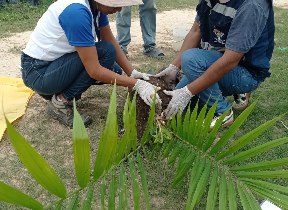 Iniaf Beni fiscaliza 15.000 plantones de palma aceitera del vivero Nueva Trinidad. Foto: Iniaf