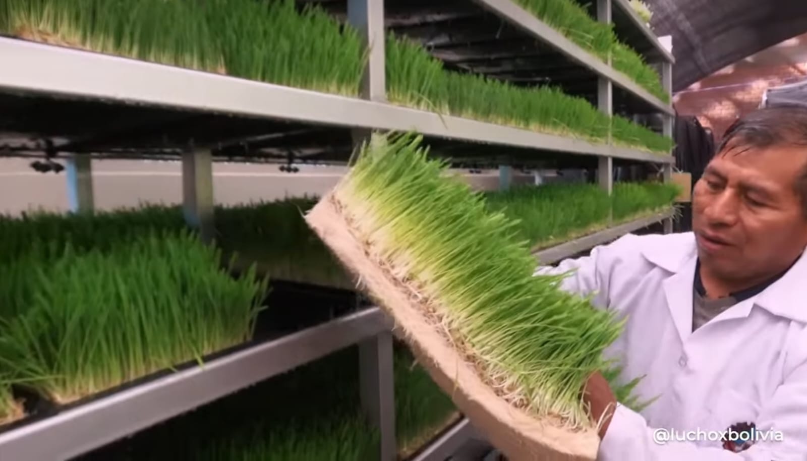 Dos centros de producción de forraje garantizarán alimento para el ganado durante la sequía