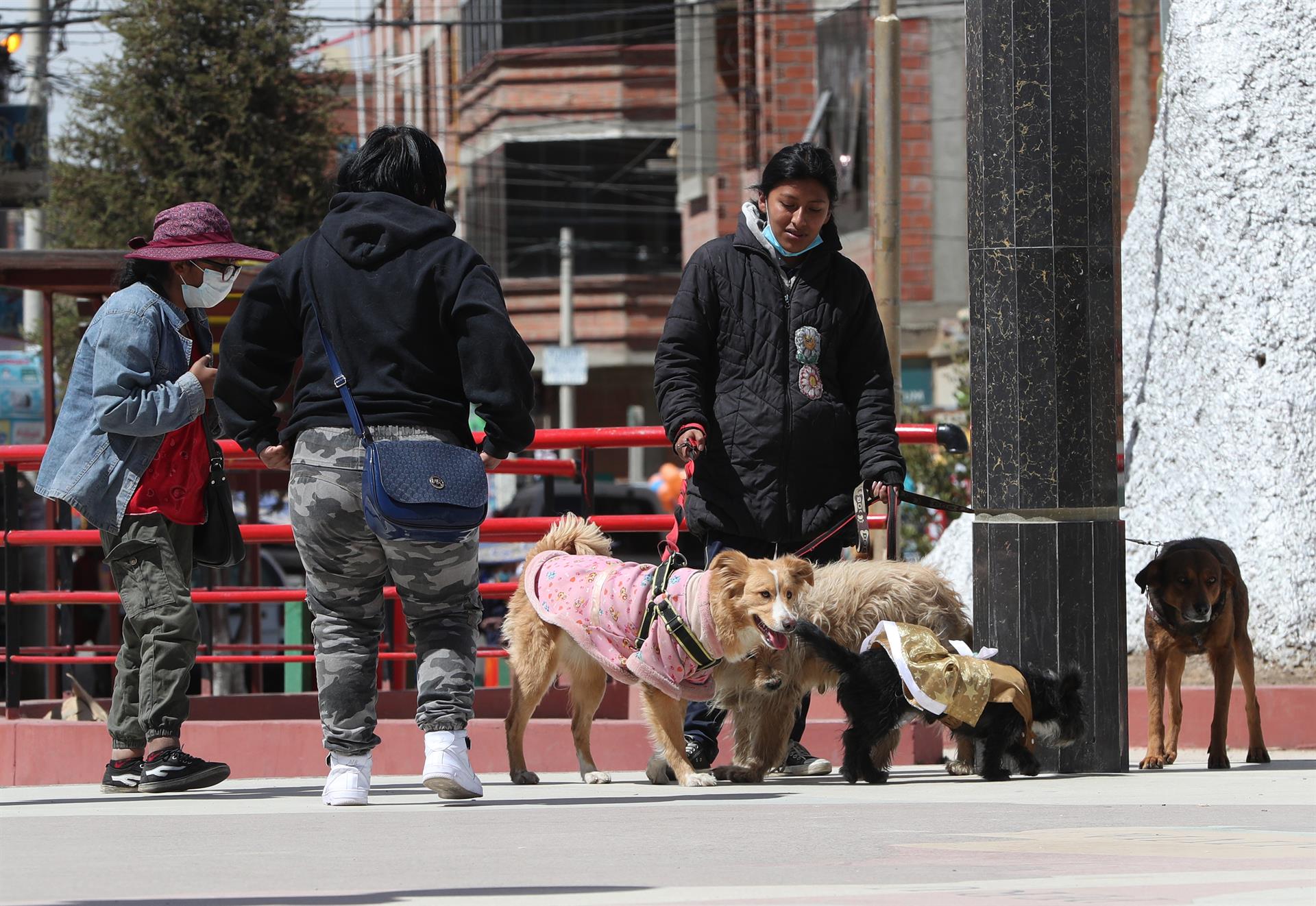 Canes con sus dueños en una pasarela de la ciudad de EL Alto. Foto: RRSS