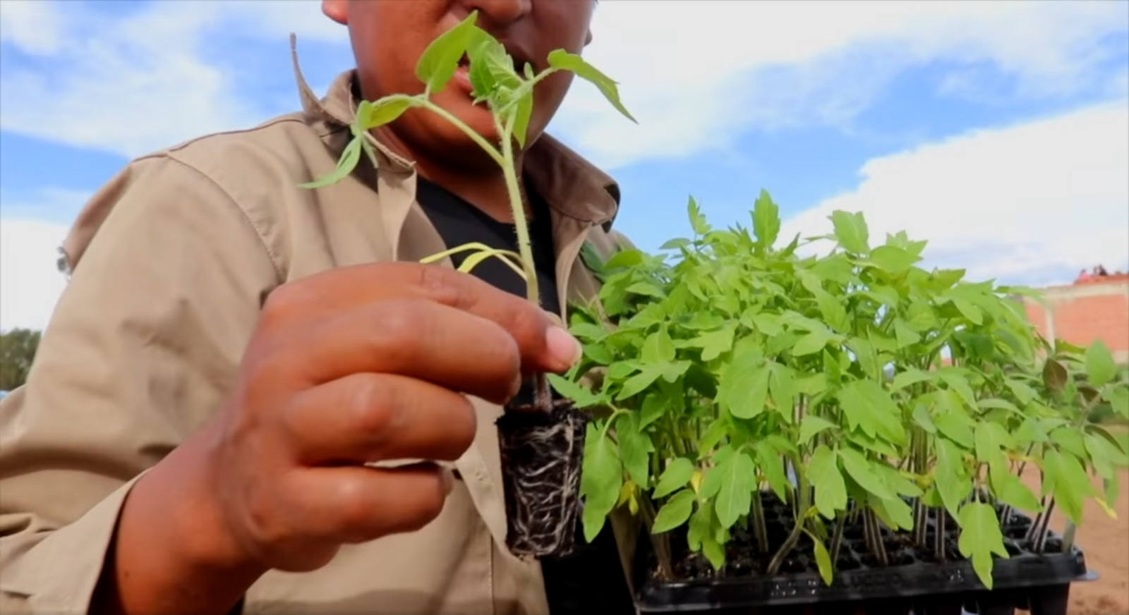 Proyecto Nacional Hortalizas. Captura: Iniaf