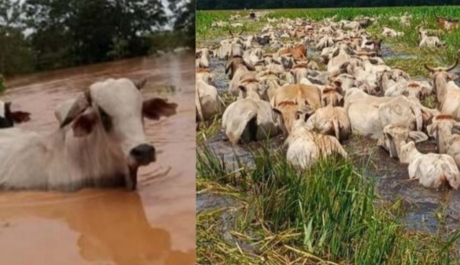 Inundaciones causan muerte de alrededor de 300 cabezas de ganado vacuno en Santa Cruz