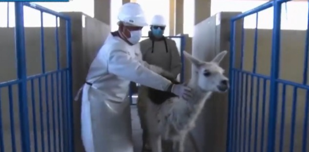 Planta procesadora de Cruz de Machacamarca faenea llamas y empieza producción de charque