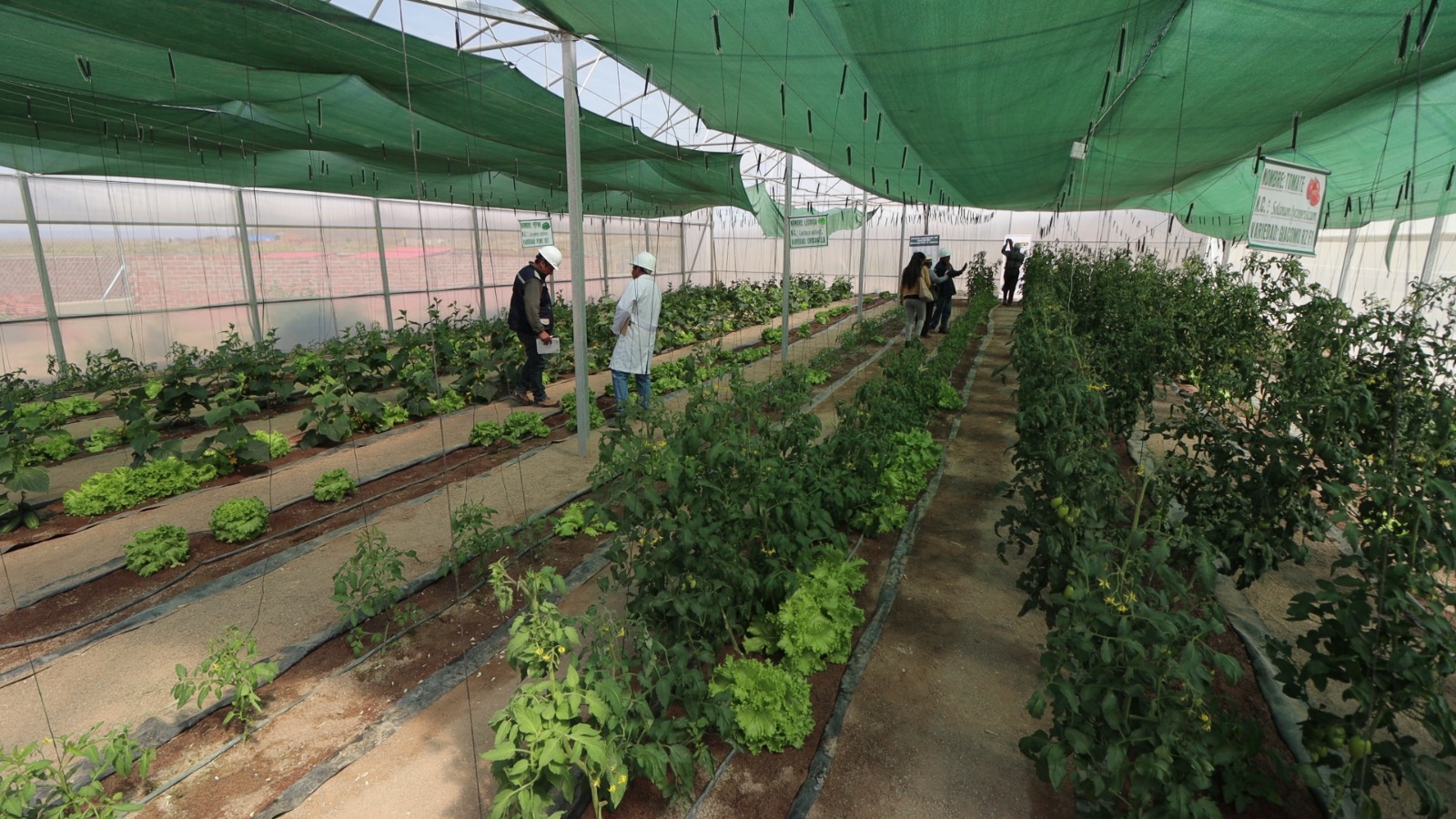 Gobierno implementa Planta de producción de forraje en el municipio Poopó, Oruro. Foto: FPS