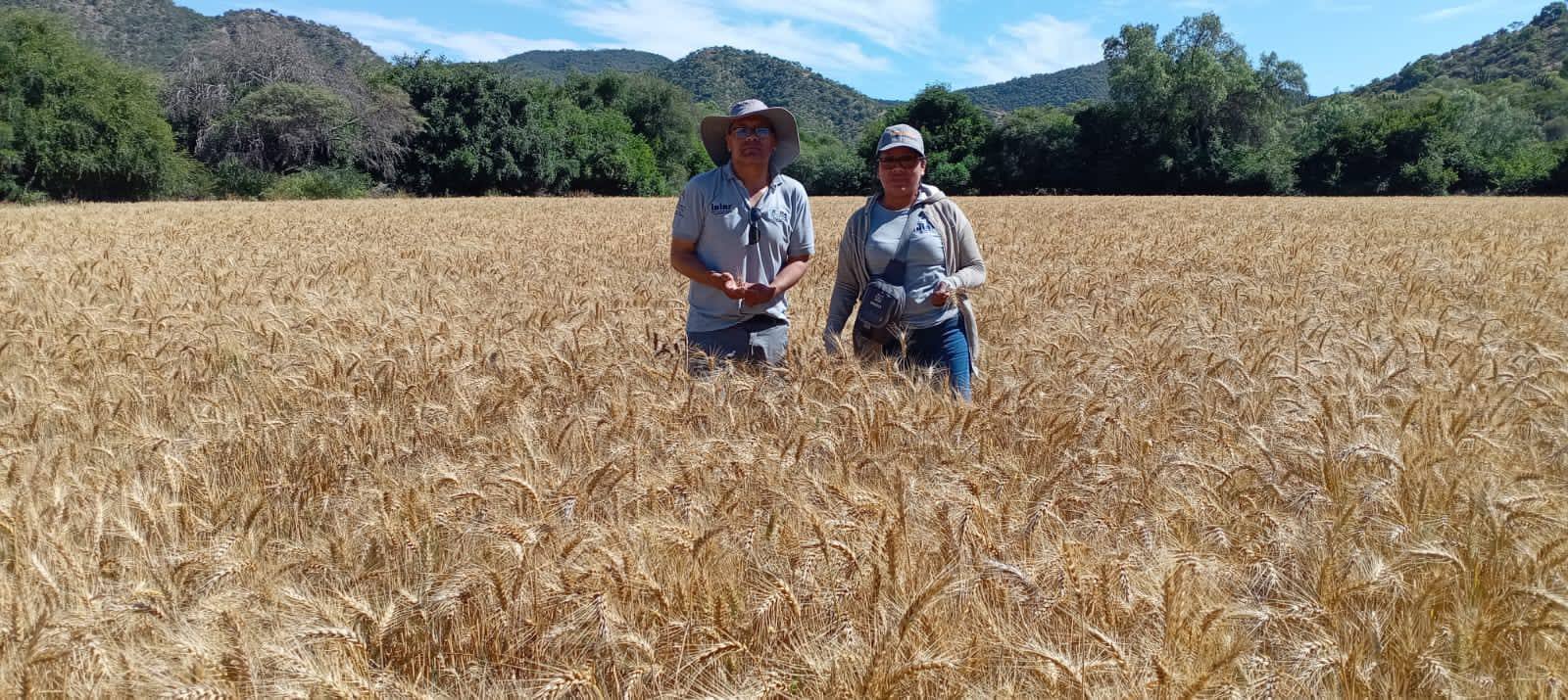 Cultivos de trigo genéticamente modificado en Chuquisaca. Foto: Iniaf 