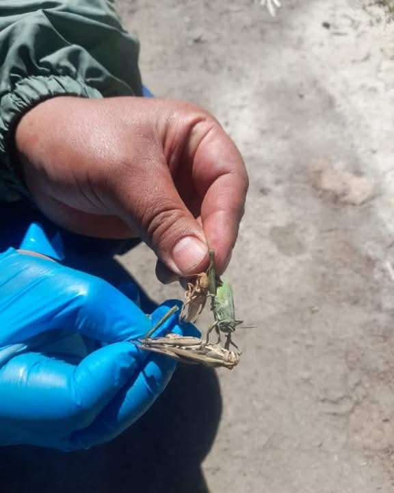 Refuerzan vigilancia fitosanitaria en municipios de La Paz y Potosí para proteger la producción agrícola y de granos