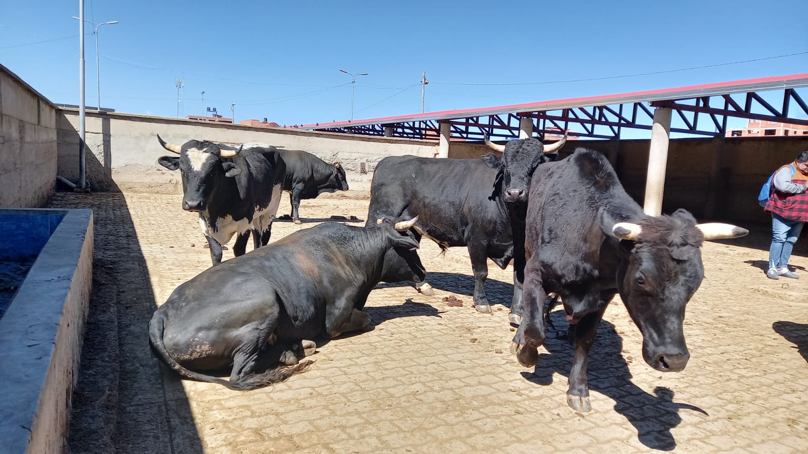 Emapa venderá la carne del faeneo de las siete cabezas de ganado incautadas al contrabando