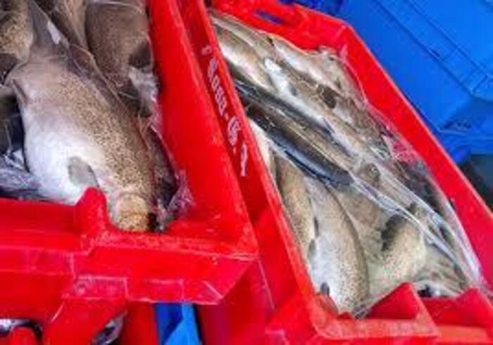 Armada decomisa 430 kilos de trucha en operativo en el Lago Titicaca