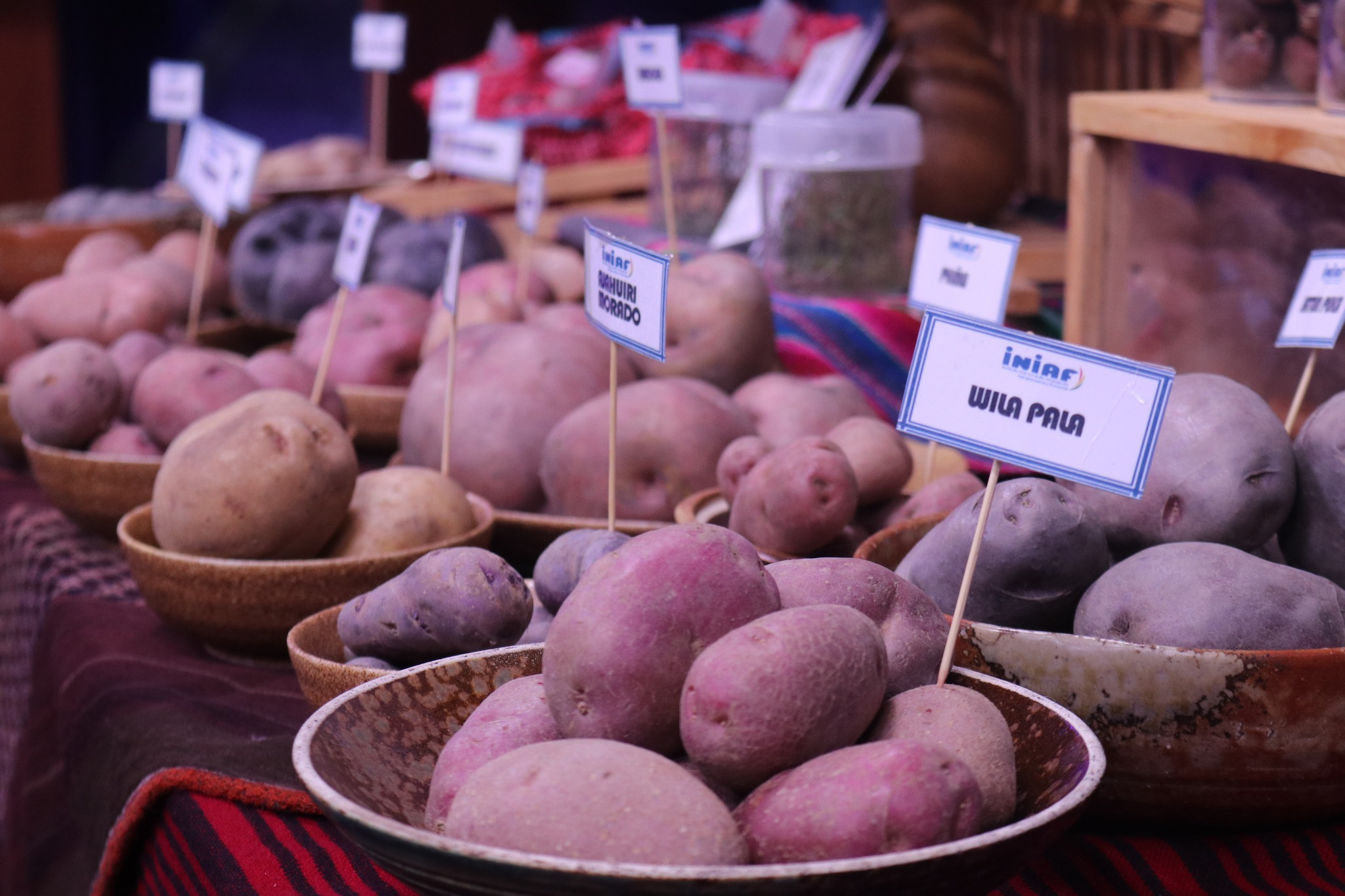 Bolivia cuenta con 2.423 variedades de papa