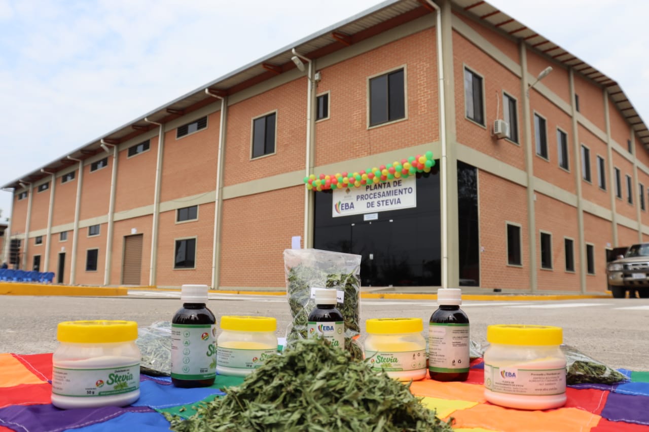Planta procesadora de Cochabamba produce endulzante de stevia con calidad internacional y con la mirada en la exportación