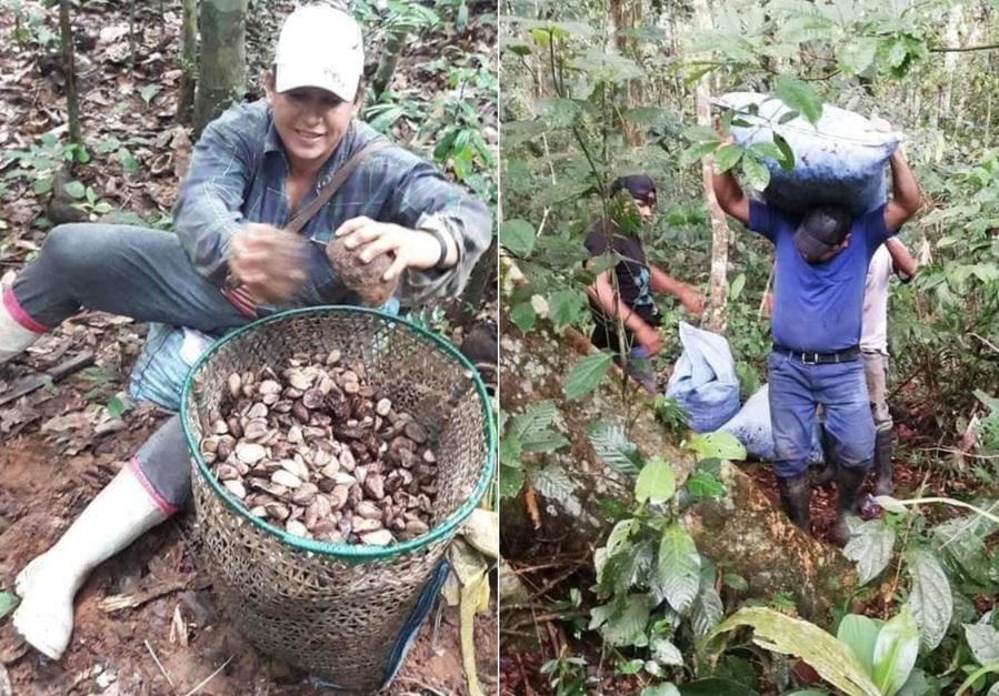 Trabajo capacitará en Pando a recolectores de castaña sobre sus derechos laborales y los peligros para los niños 