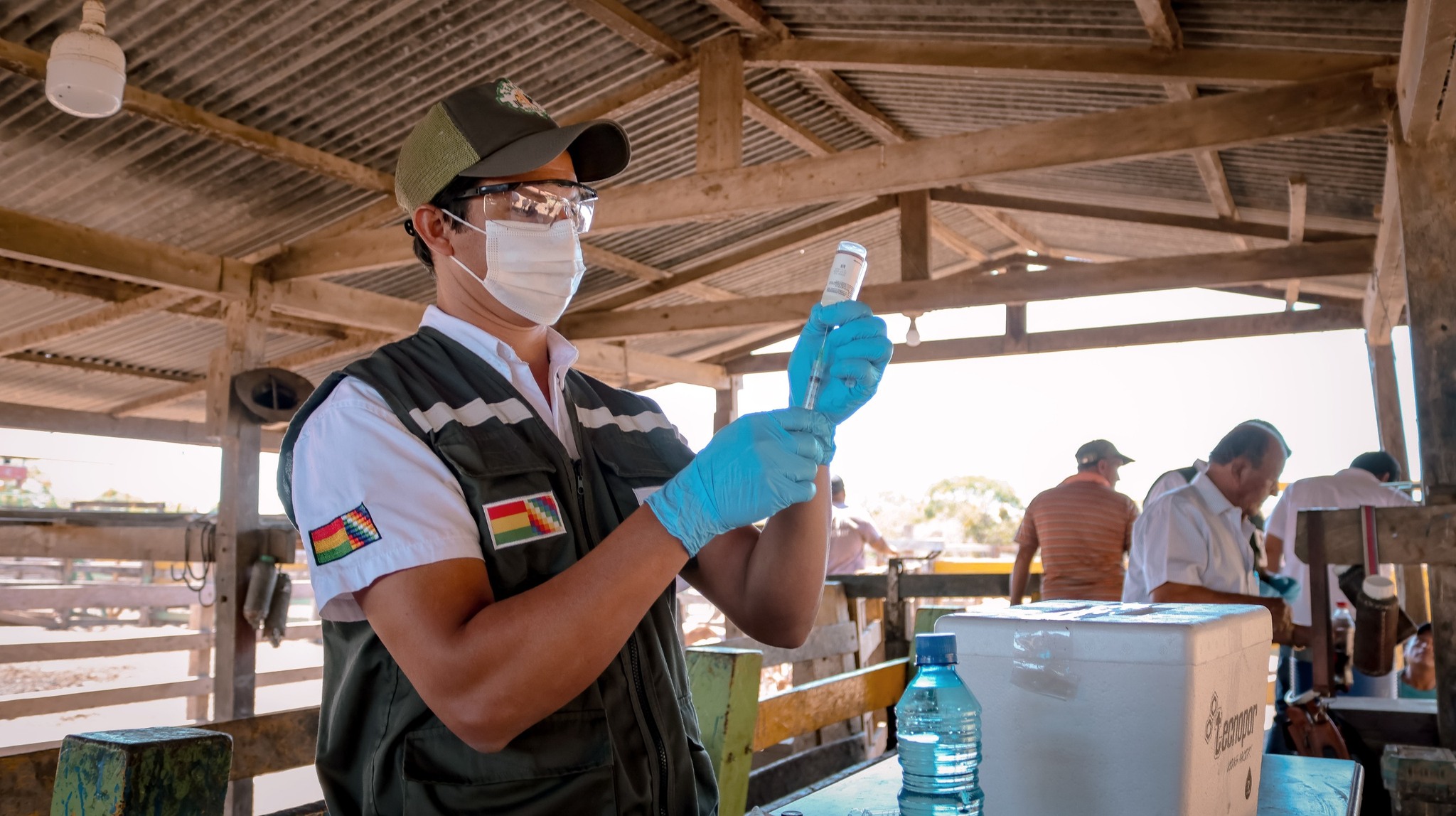 En Beni empieza vacunación a 252.622 terneras contra la brucelosis bovina y bufalina