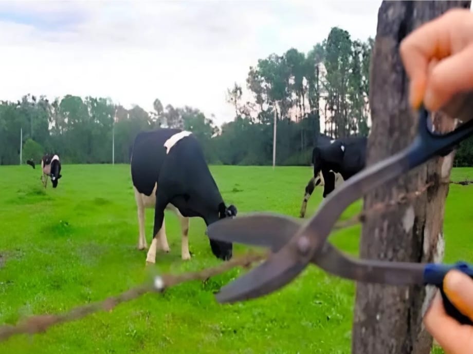 Diputados aprueba proyecto que fortalece la lucha contra el abigeato y endurece las sanciones penales 