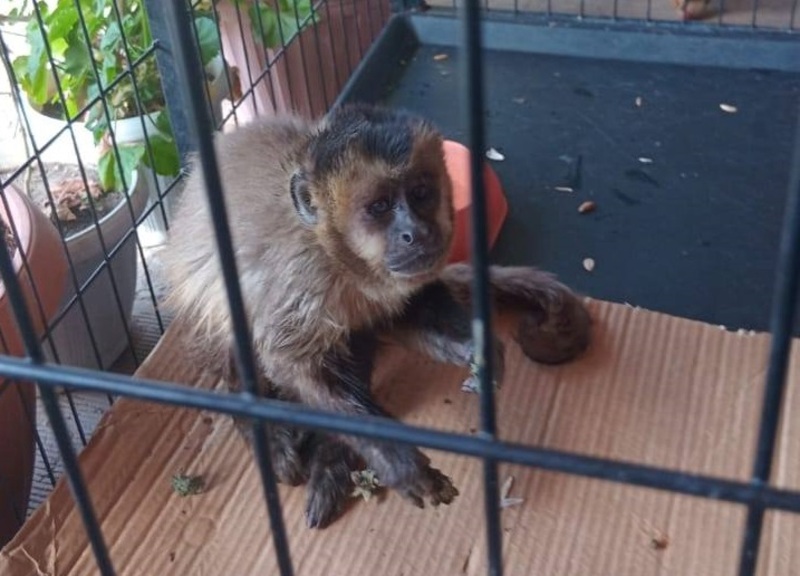 Pofoma rescató dos monos que deambulaban en el centro de la ciudad de Sucre 