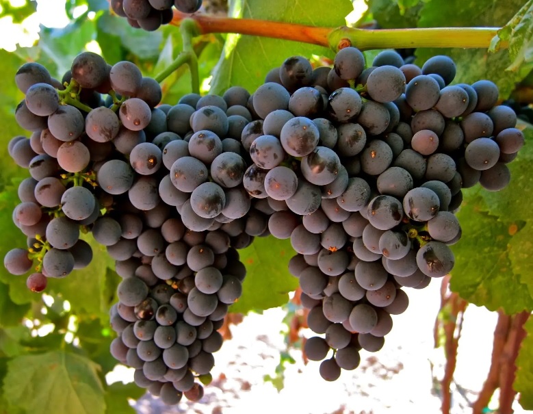 Bolivia conmemorará el 10 de noviembre el día de la variedad de uva Tannat Boliviano
