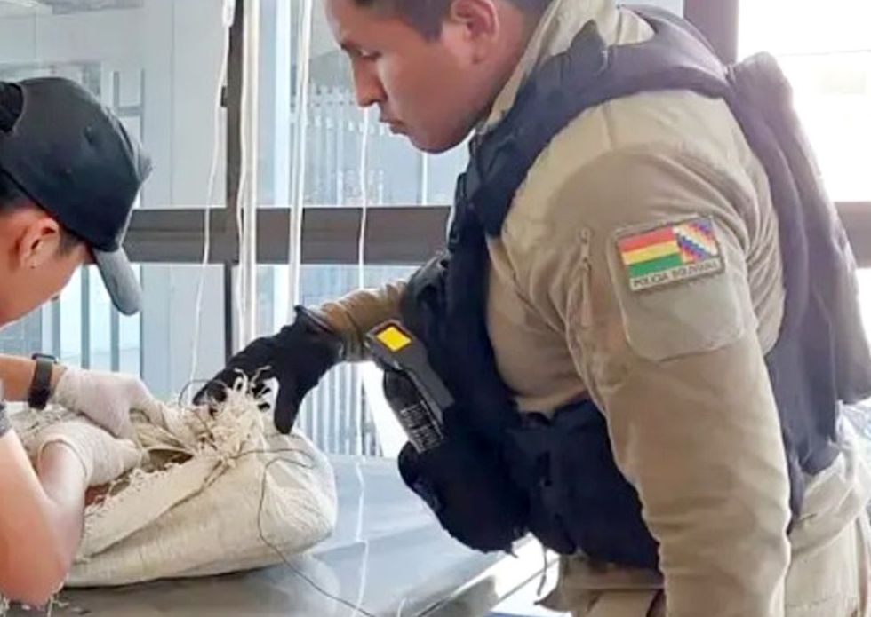 Encuentran un zorro sin vida colgado de un balcón en Cochabamba, Pofoma inicia investigación