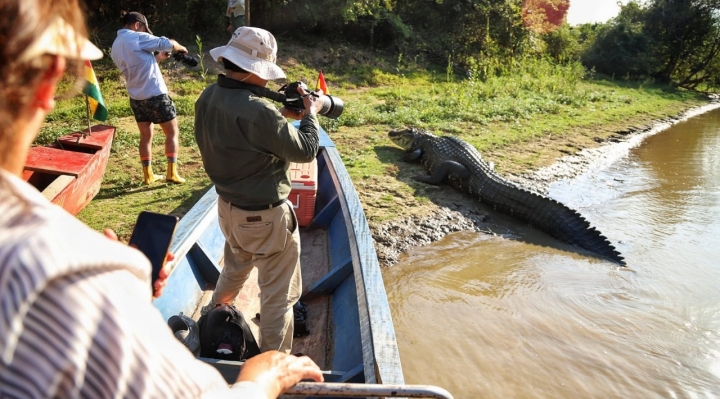 Murió Jesús, el caimán que fue emblema del turismo en las pampas del Yacuma