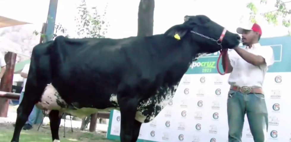 Catalina, la vaca Girolando, se corona nuevamente en la Expocruz 2025 tras superar los 90 kilos de leche diarios