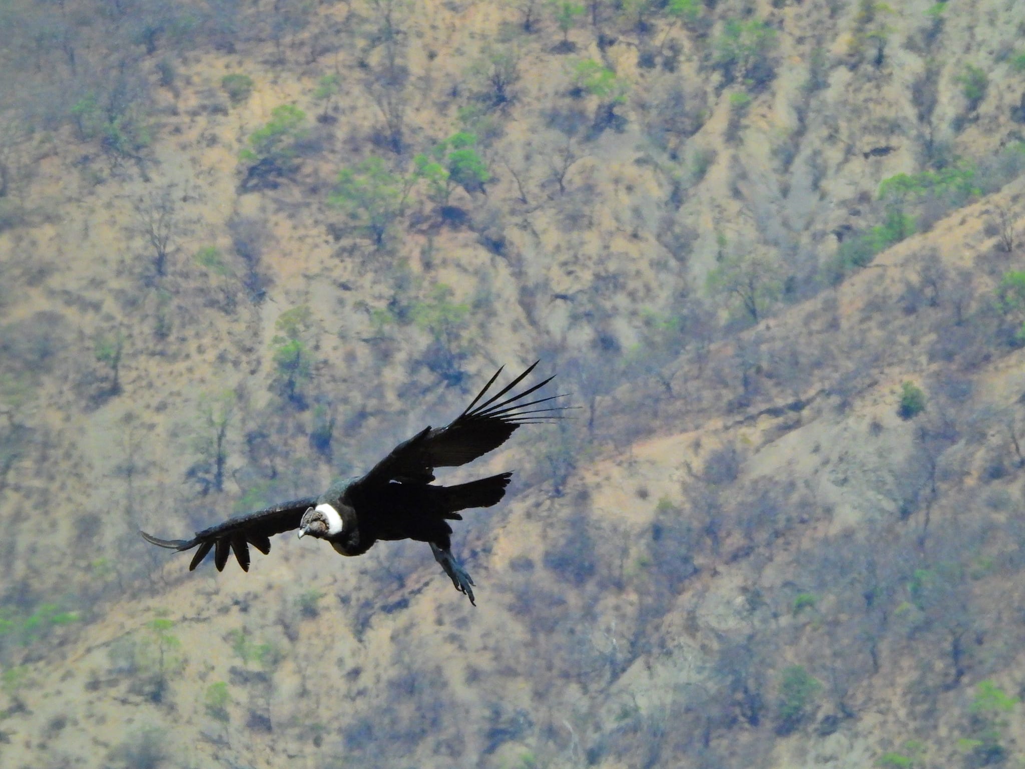 El envenenamiento es la principal causa de muerte del cóndor andino en el país