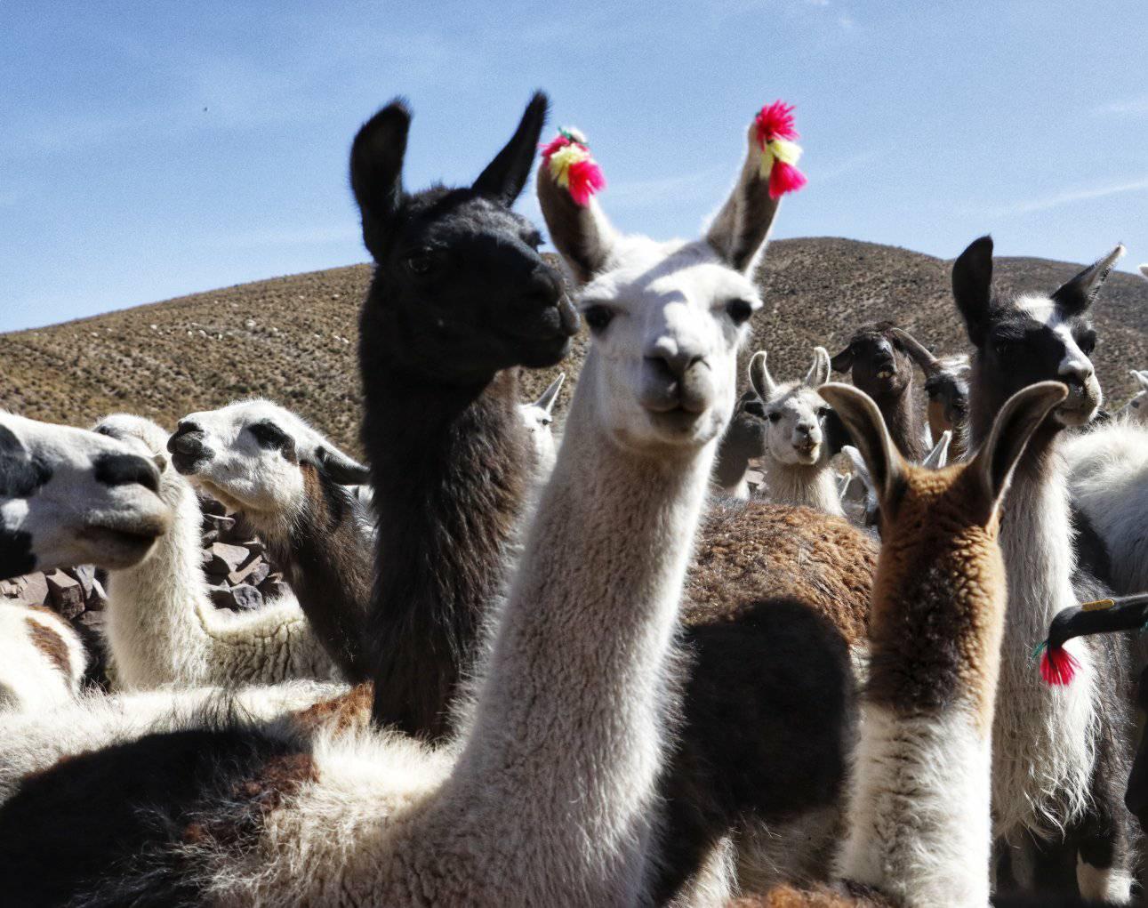 Viceministro y experto conversan sobre los retos para el Año Internacional de los Camélidos