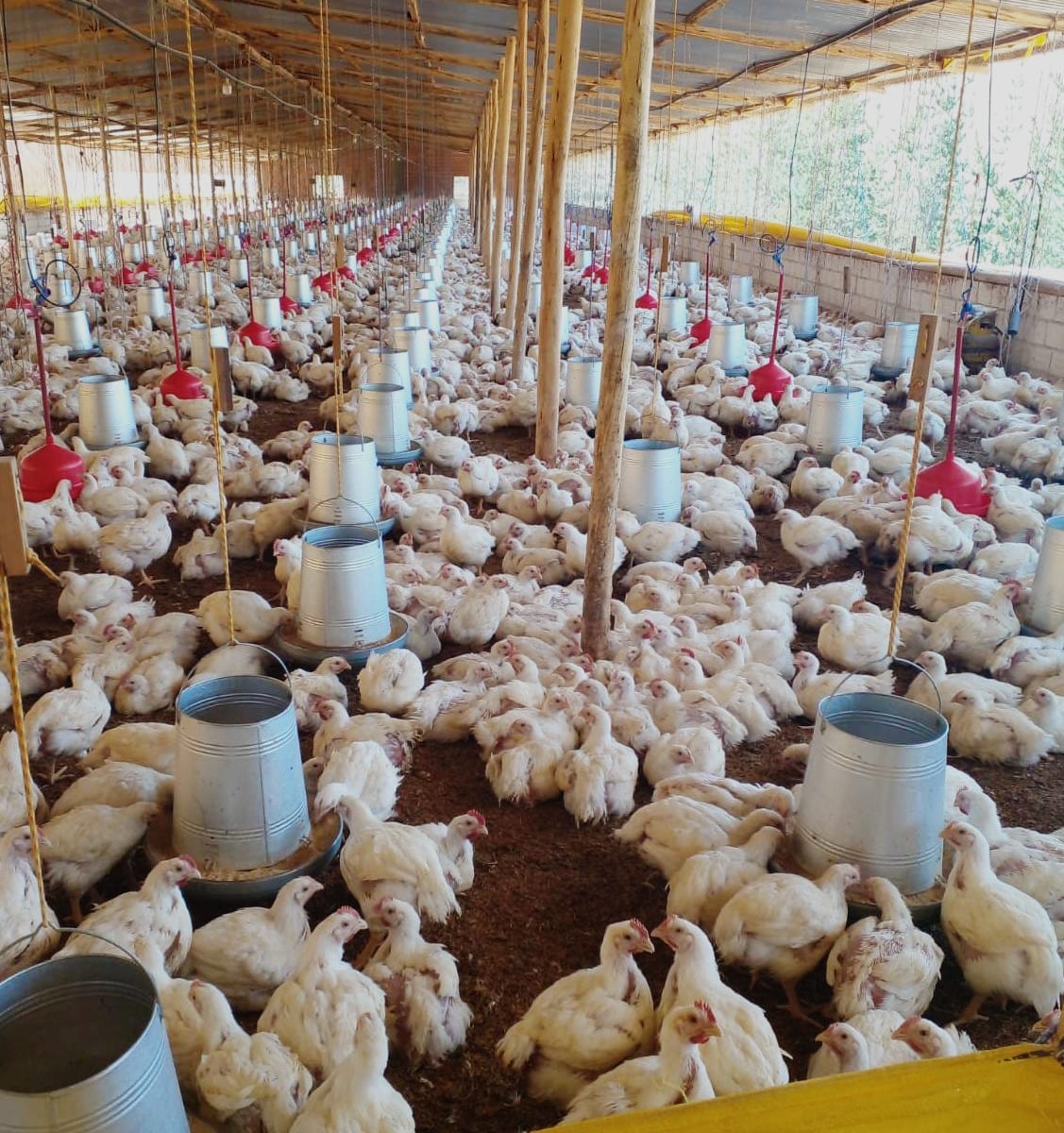 Por primera vez, Emapa provee maíz a los avicultores de Caranavi, Coroico y La Asunta