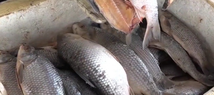 Semana Santa: Comerciantes invitan a la feria del pescado en la ciudad de El Alto