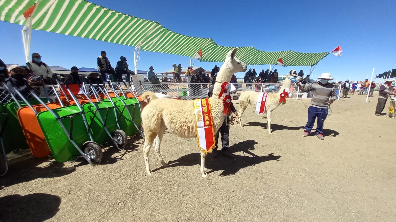 Chuquisaca será sede de la Expoferia nacional de camélidos 2022
