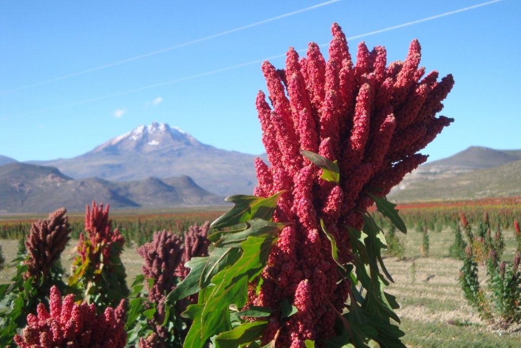 Sequía ocasionó demora en la siembra de quinua en el altiplano boliviano