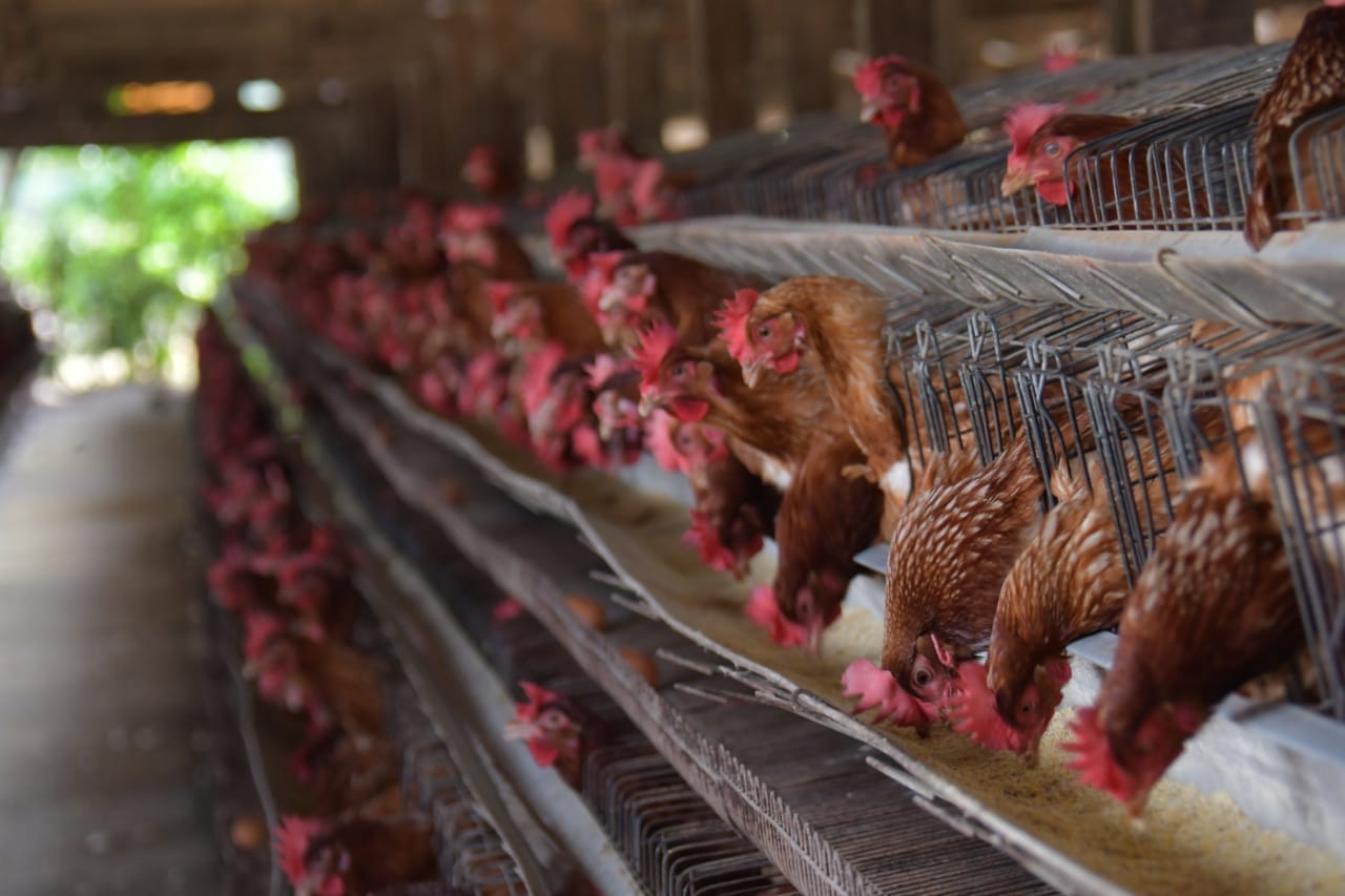 Gripe aviar: Senasag exige control de limpieza y desinfección en vehículos de transporte de aves