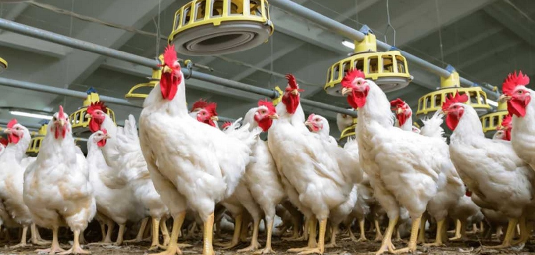 Senasag recomienda a avícolas reforzar la bioseguridad en granjas para prevenir la gripe aviar