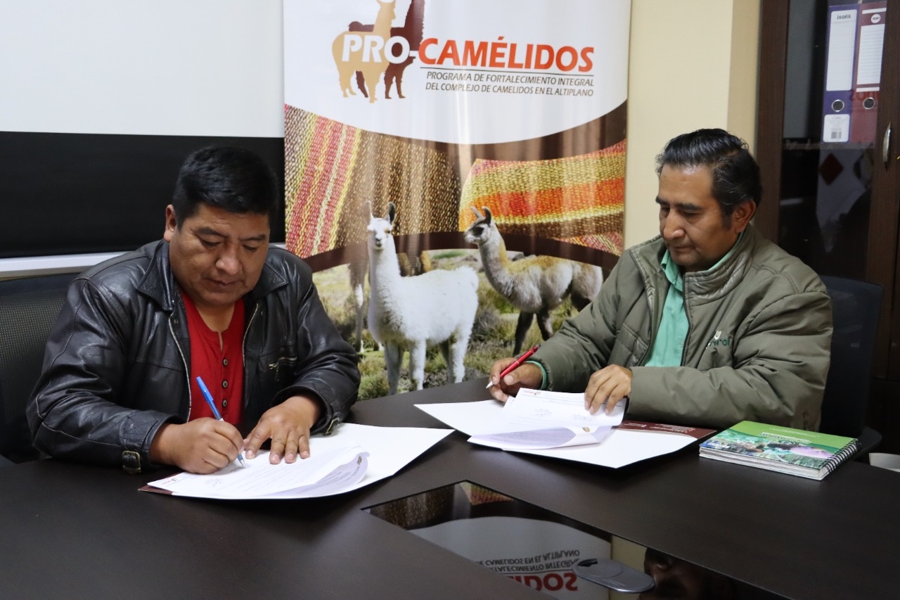 Gobierno ejecuta acciones para reactivar la ganadería camélida en regiones de Tarija y Potosí