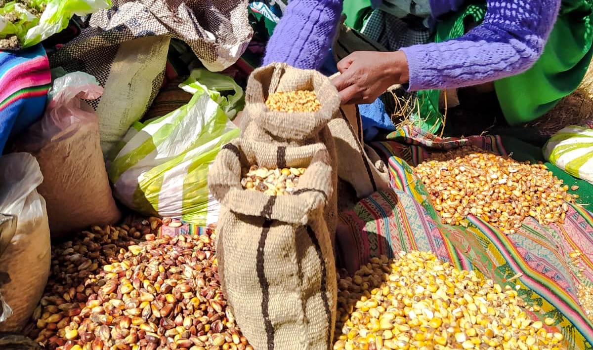 Seguridad alimentaria: Nueva Empresa Agropecuaria priorizará la producción de maíz 