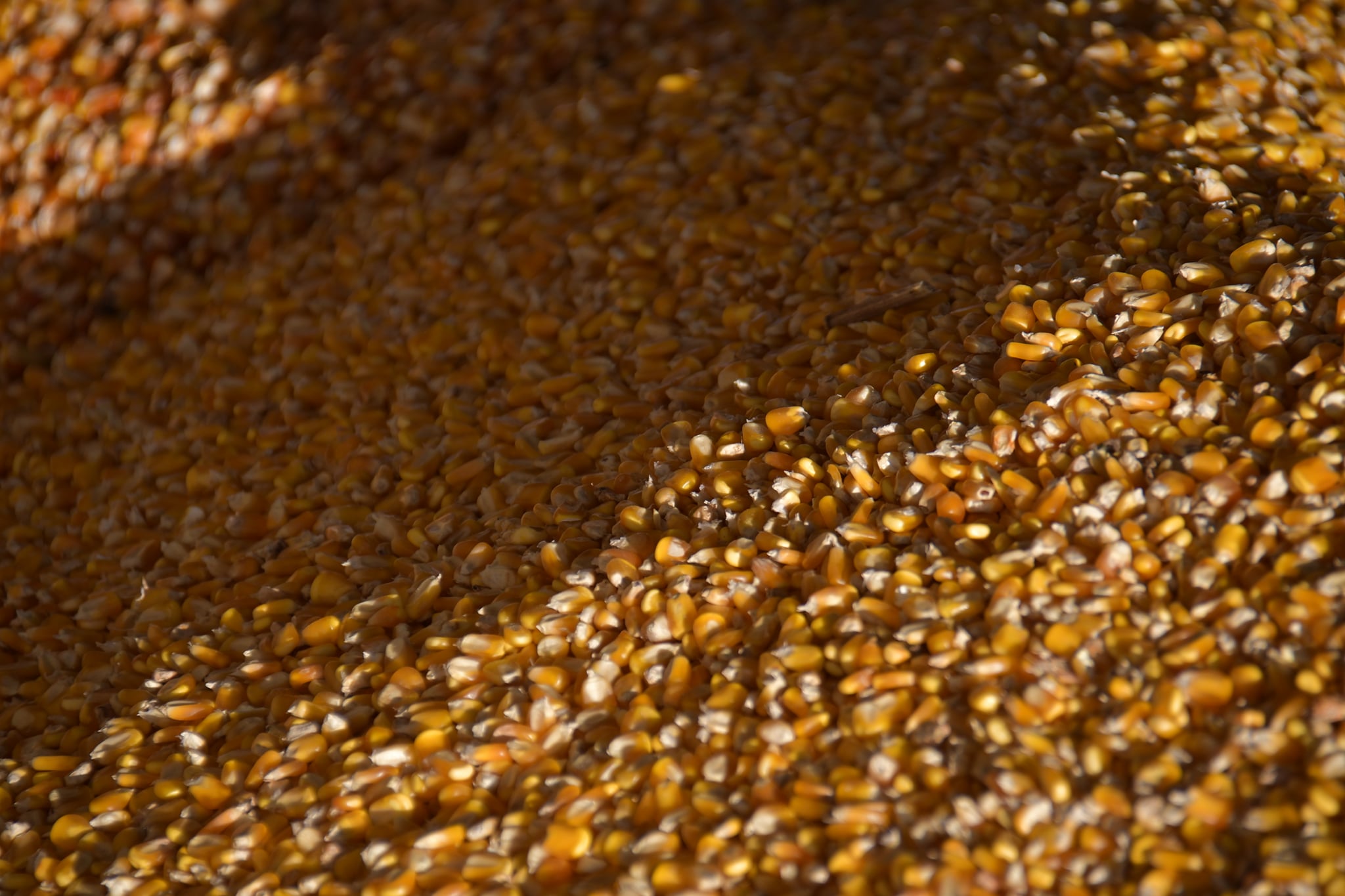 Bolivia consume cerca a un millón de toneladas de maíz y se prevé que otras 34.000 toneladas estarán disponibles como excedentes