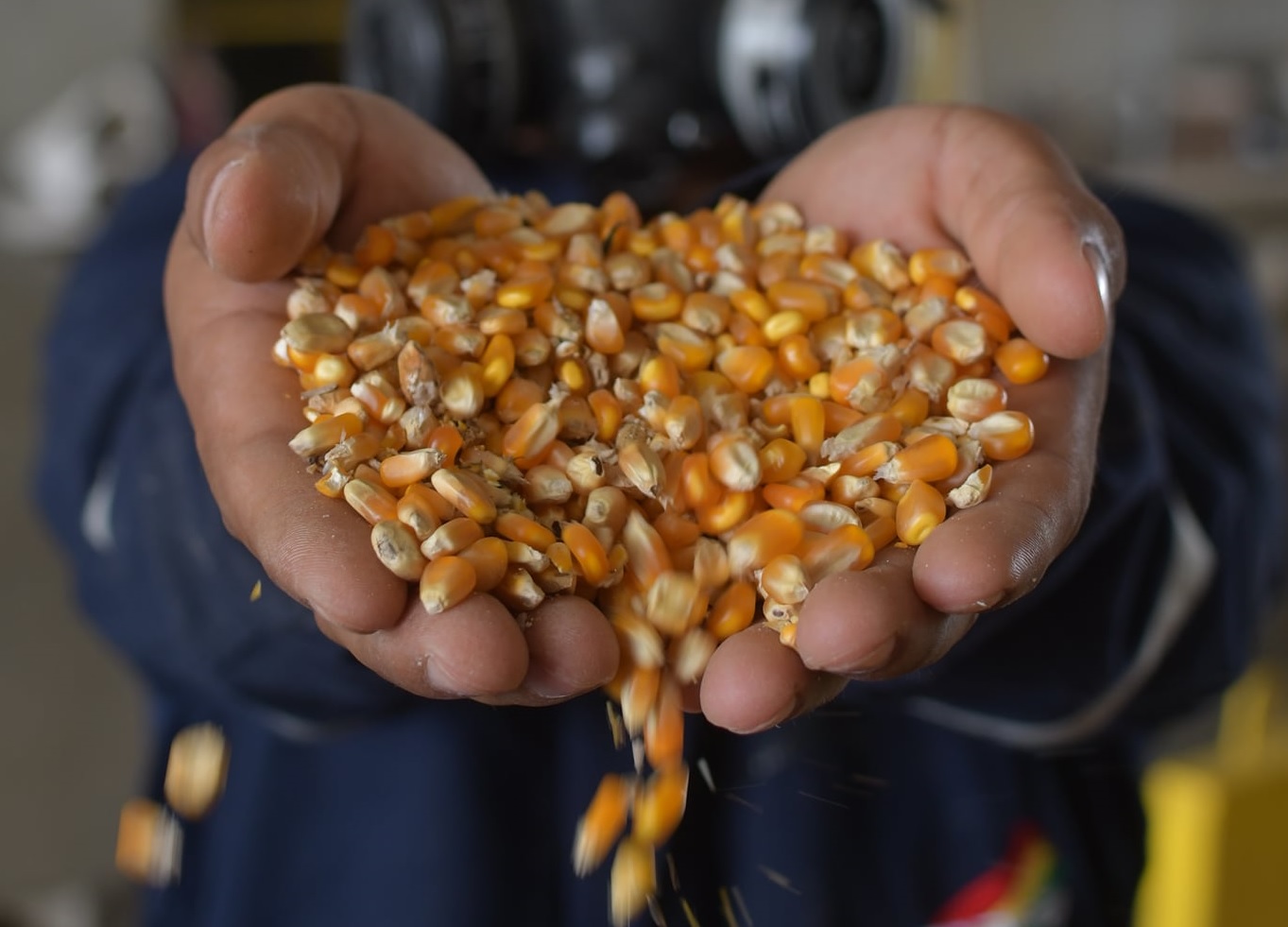 Experta probióloga: 124 países rechazan los transgénicos por los “terribles” impactos que provocan