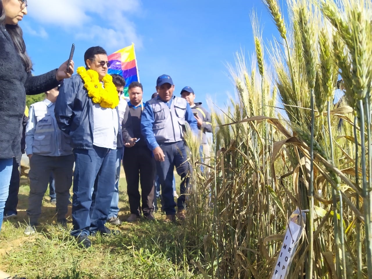 Gobierno promueve la investigación para incrementar rendimiento de cultivos de trigo