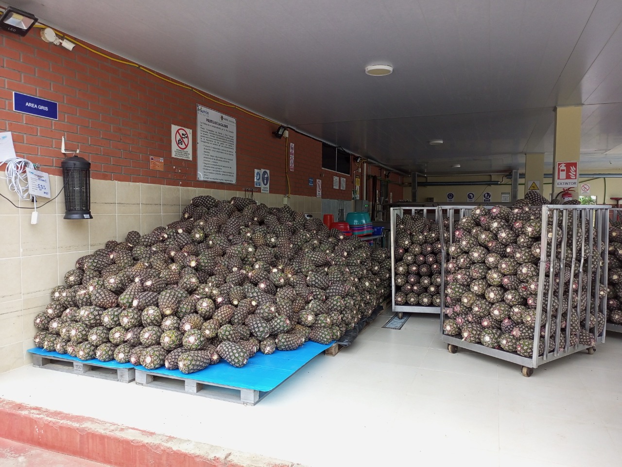 Insumos Bolivia pagará Bs 2,40 por kilo de piña para garantizar la producción en su planta en Ivirgarzama