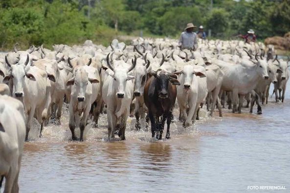 Gobierno entrega ganado bovino a 148 familias productoras de Padcaya, Entre Ríos y Yacuiba