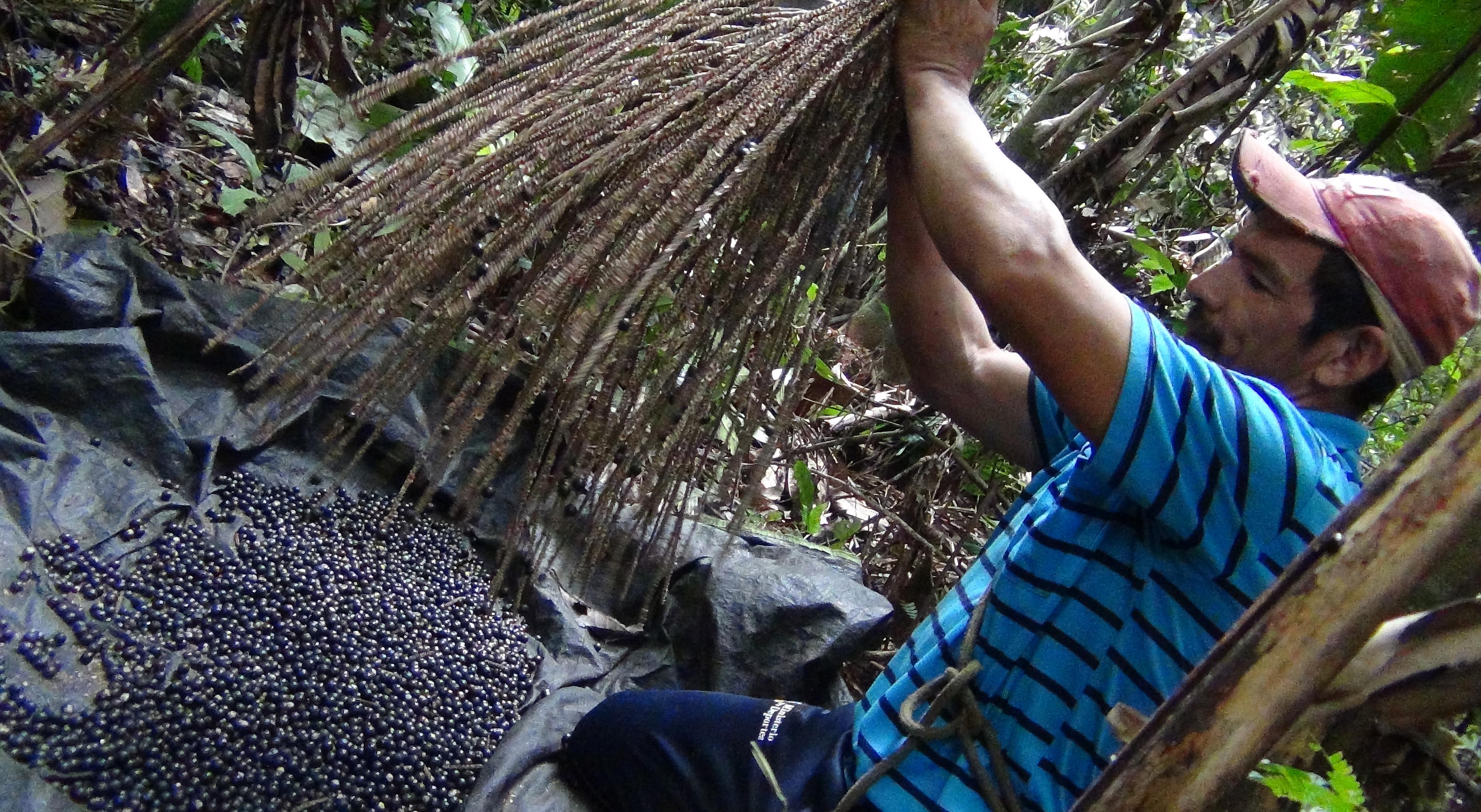 Presidente anuncia industrialización de “súper” frutos amazónicos y garantiza Bs 95 millones para el proyecto