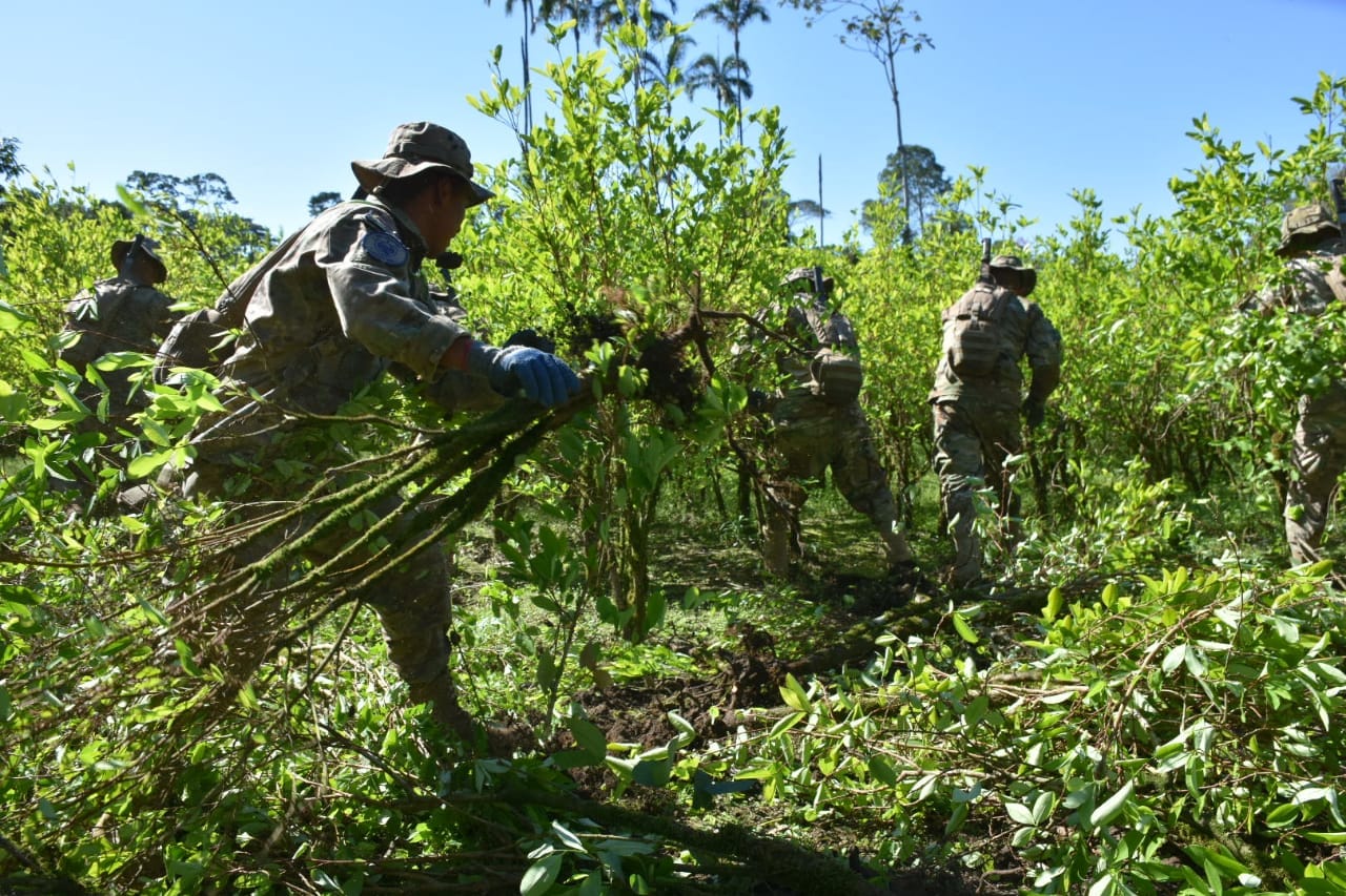 Bolivia supera la meta de la erradicación de cultivos de coca excedentaria, por segundo año consecutivo