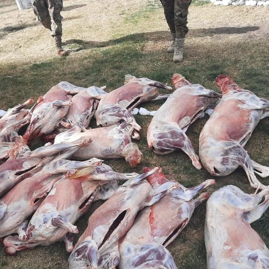 Comando Especial de Lucha Contra el Contrabando Agrícola comisa 150 quintales de maíz y 17 corderos faenados 