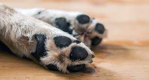 Fiscalía investigará presunto biocidio de un cachorro que fue lanzado de un edificio en La Paz