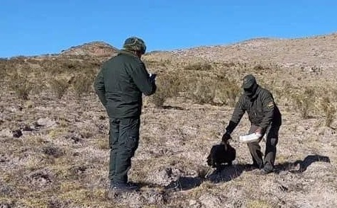 Los cóndores Santiago y Bárbara que superaron un envenenamiento fueron liberados