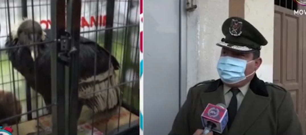 Pofoma investiga presunto biocida de seis cóndores en Tarabuco