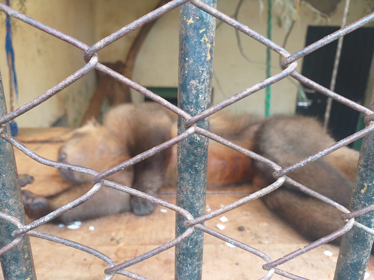 Biólogos piden auditoría por el biocidio en Mallasa; Arias dice que “no es la primera vez que se mueren animales”