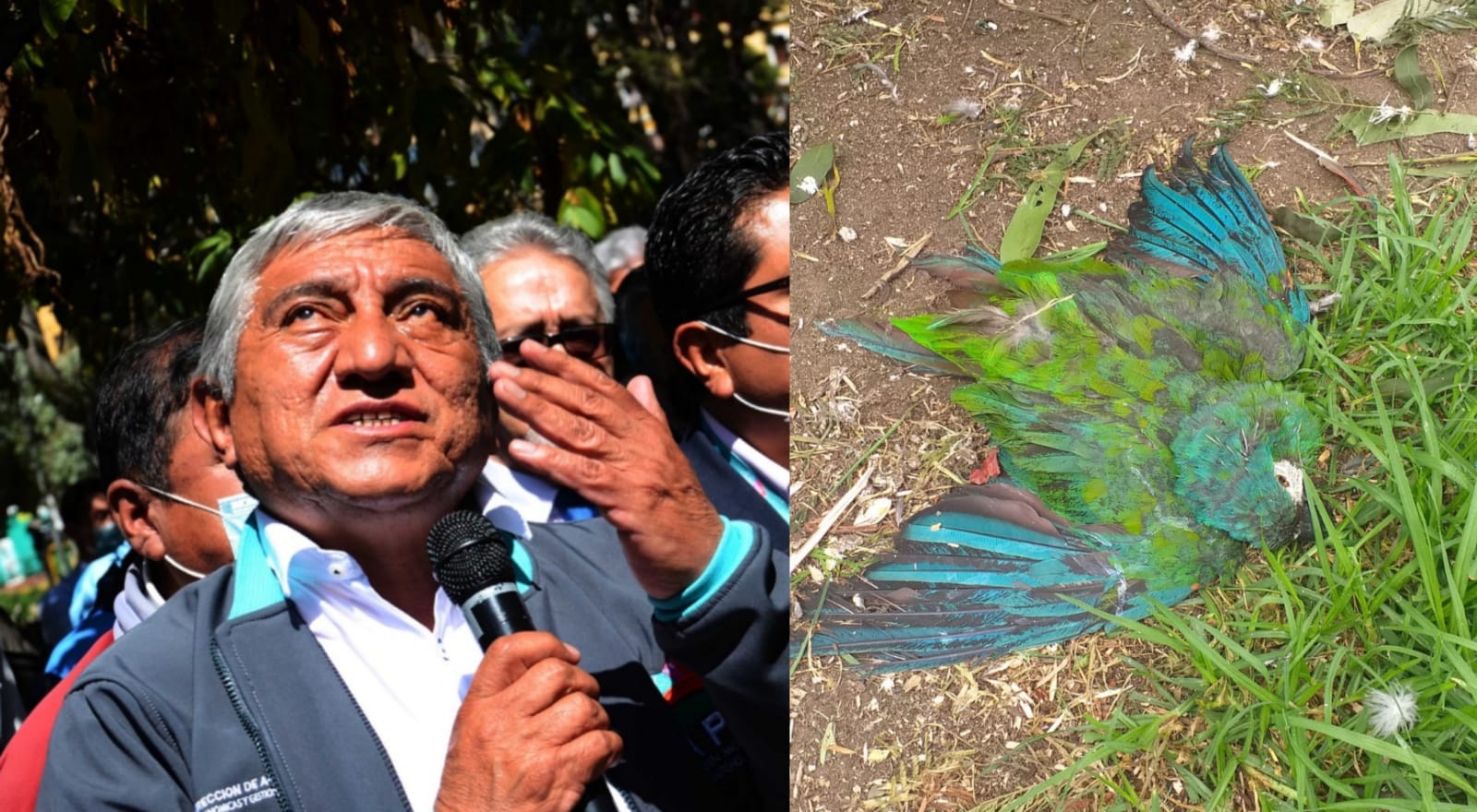 Arias enfrentará proceso penal por “biocidio y negligencia” por la muerte de 88 animales silvestres