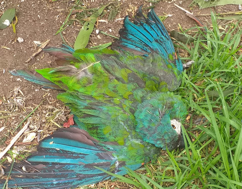 Caso Vesty Pakos: Chain denuncia que administración de Arias destituyó a seis biólogos en febrero