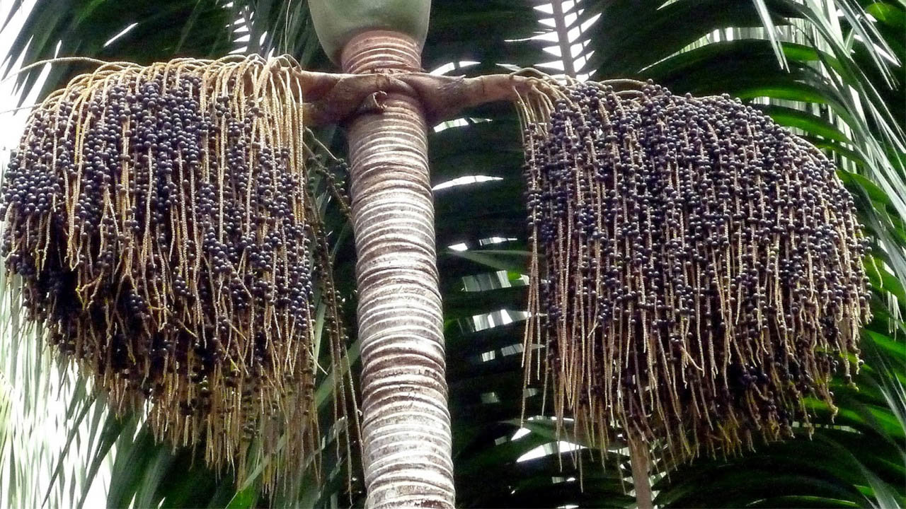Huanca: Gobierno aprueba la construcción de una planta industrializadora de frutos amazónicos