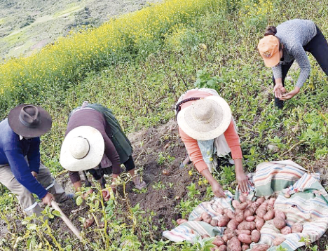 Fonadin ejecutará proyectos de dinamización productiva en 14 municipios de Cochabamba